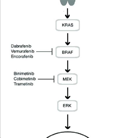 Schematic of the MAPK kinase pathway demonstrating cellular targets of ...