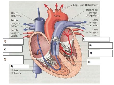 Hps Anatomie Basis Herz Kreislauf Flashcards Quizlet