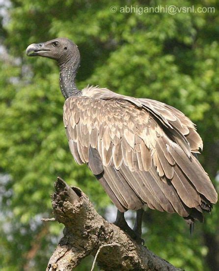 Scavenger Birds Beautiful Birds Vulture