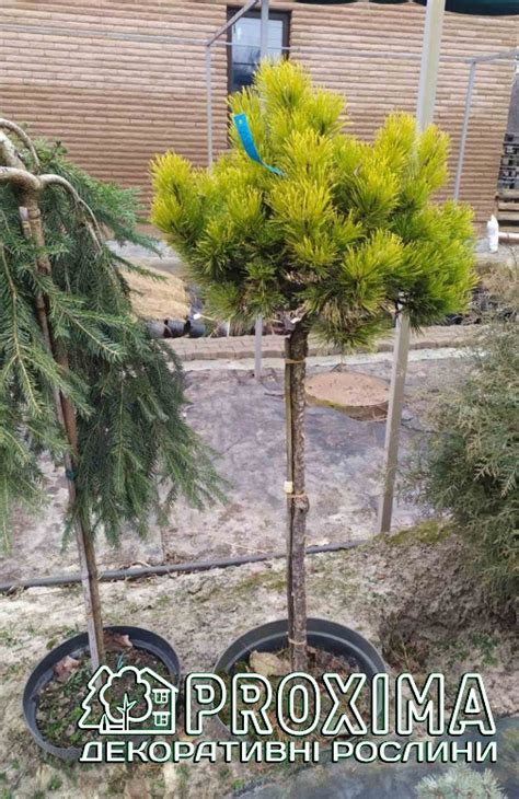Сосна гірська Офір, Pinus mugo Ophir ціна, купити Київ, догляд, посадка ...