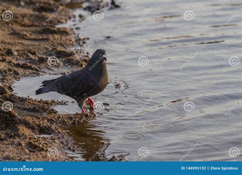 Pomba Que Anda Ao Longo Da Costa Foto De Stock Imagem De Romance