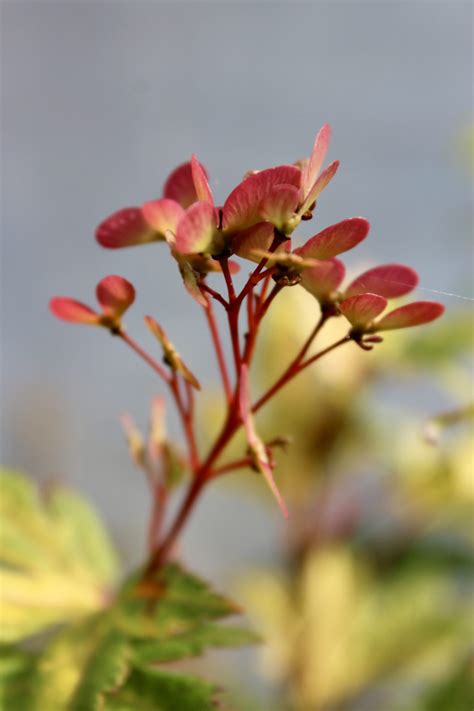 Japanese Maple Seeds - Mendocino Maples Nursery