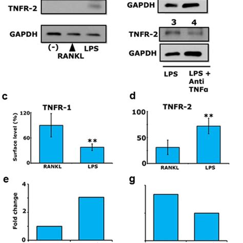 Lps Induces Osteoclast Differentiation In Rankl Primed Cells A The