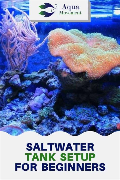 Saltwater Tank Setup For Beginners Artofit