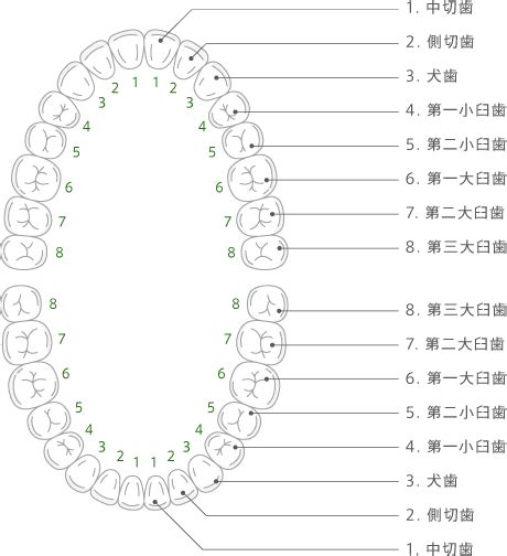 3 歯の名称 石神井公園の歯科と矯正歯科 歯医者・口腔外科 練馬区石神井公園・大泉学園