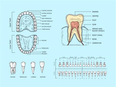 Molar Anatomy Labeled 2900 Tooth Diagram Stock Photos Pictures
