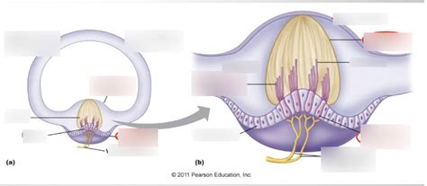 Anatomy Final Semicircular Canal And Cupula Diagram Quizlet