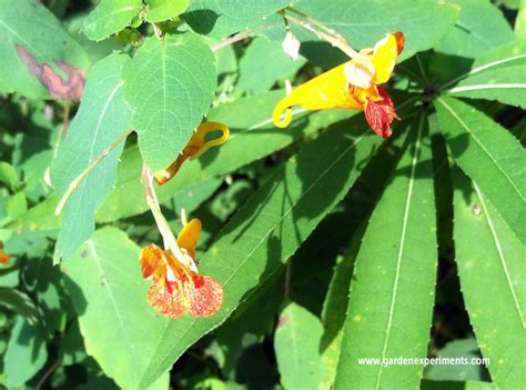 Spotted Jewelweed Touch Me Not Plant