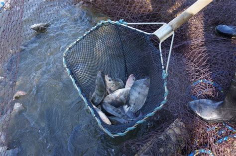 Produto Engepesca Redes Para Aquicultura