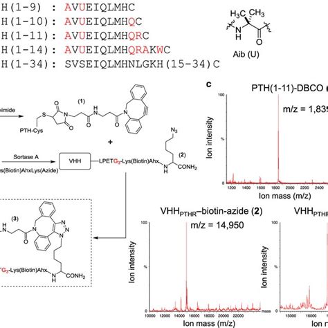 Synthetic peptides and conjugation strategy a Structure of synthetic ...