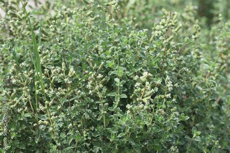 Origanum Syriacum Also Known As Majorana Syriaca Origanum Maru Bible