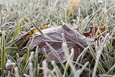 How To Prevent Frost Damage On Your Lawn This Winter