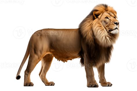 Wild Lion Isolated On Transparent Background Side View Lion Cut Out