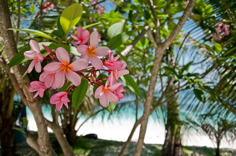 Care for flowering Plumeria (Frangipani) indoors. (part 4/5)