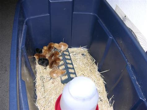 Red Sex Links Backyard Chickens Learn How To Raise Chickens