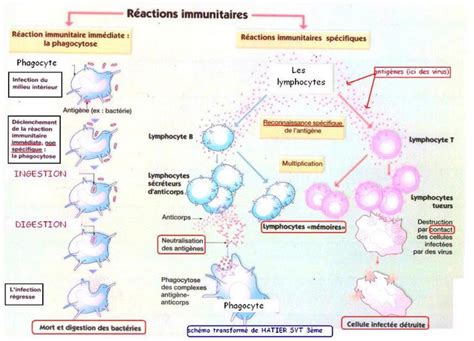 Les défenses immunitaires Site de cours de collège et lycée en SVT