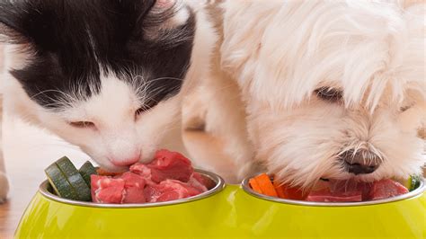 Recomendaciones para una alimentación natural para perros y gatos