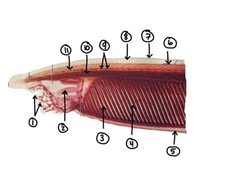 Amphioxus Lancelet Anatomy Flashcards Quizlet