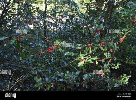 Holly Bush With Berries Between Other Shrubs Stock Photo Alamy