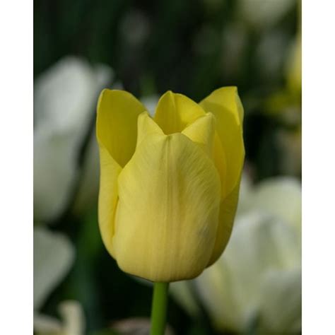 Tulip World Friendship