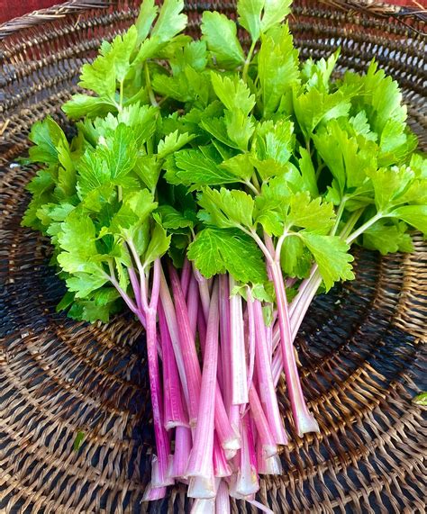 Chinese Pink Celery Hawaiiseedgrowers
