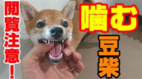 【豆柴】甘噛みのしつけ・噛み癖を治したい、生後4ヶ月の柴犬子犬【凶暴】 Youtube