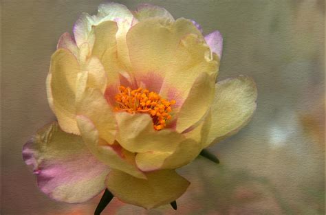 Yellow Portulaca Photograph By Ann Bridges Fine Art America