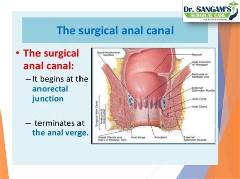 Anatomy Of Rectum And Anal Canal Ppt