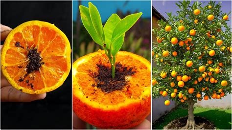 Grow Orange Seed Fast Easy Way How To Grow Orange Trees From Seed