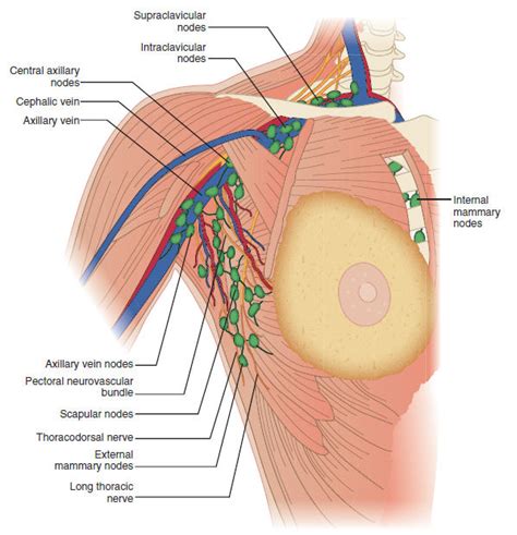 Neck Lymph Nodes Diagram General Wiring Diagram