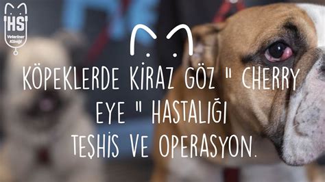 Köpeklerde Kiraz Göz Cherry Eye Ameliyatı Masaj yöntemi YouTube