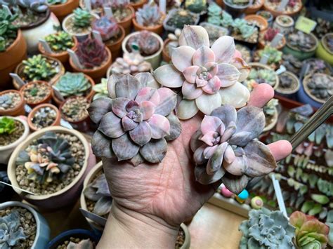 Graptopetalum Pentandrum Superbum Furniture Home Living Gardening