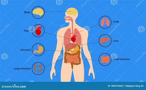 Human Organs Internal Diagram Body Of Human Internal Organs Brain