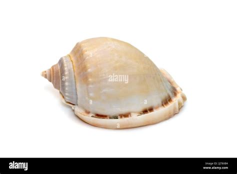 Image Of Phalium Glaucum Shell Common Name The Grey Bonnet Or Glaucus