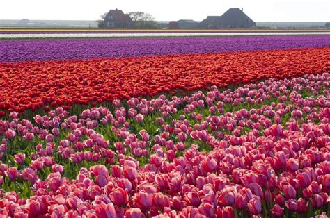 Colorblends Why Do They Grow Tulips In Holland