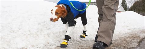 The Ultimate Guide to Dog Walking Gear