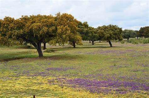 Extremadura Dehesa Spain