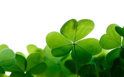 The real meaning of the shamrock and St. Patrick's Day | IrishCentral.com