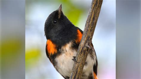 How Climate Change Is Impacting Bird Migration CTV News