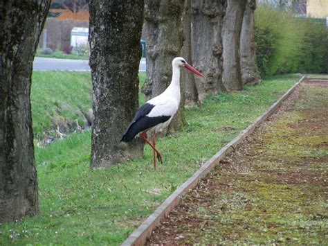 Walking Wild White Stork Free Image Download