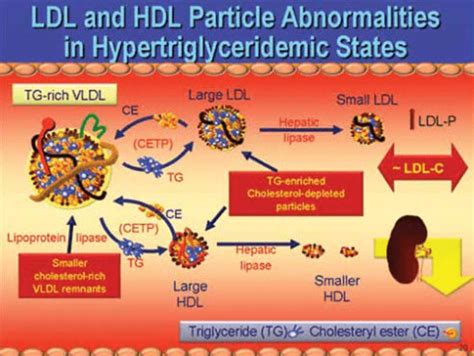 More Important Than LDL The Triglyceride HDL Ratio PrevMed Health