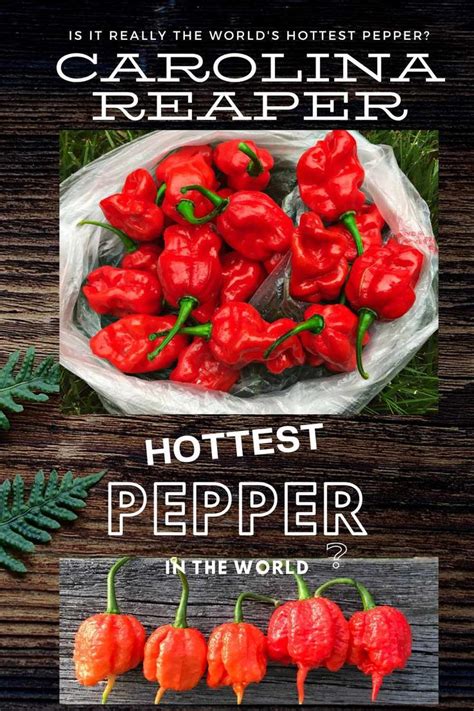 Carolina Reaper Pepper Class Hp22b Butter N Thyme Stuffed Peppers Stuffed Hot Peppers