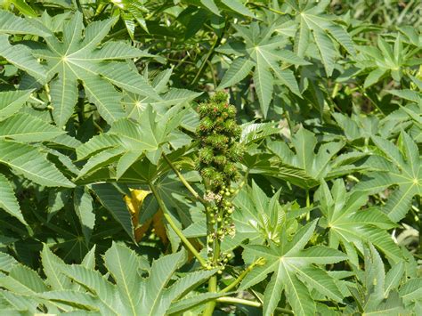 Ricinus Communis Euphorbiaceae Image 34925 At