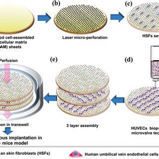 Schematic Representation Of The Pre Vascularized D Construct A