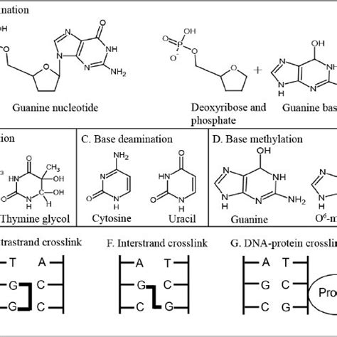 Types Of DNA Damage A Depurination Of A Guanine Nucleotide