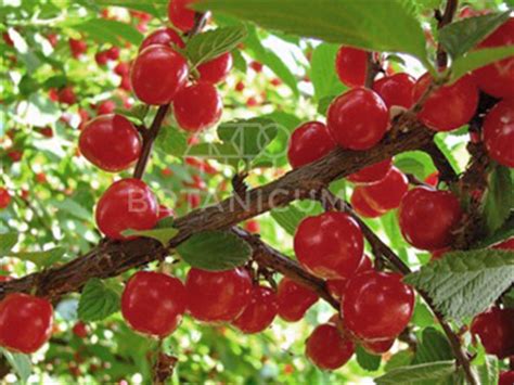 Вишня войлочная