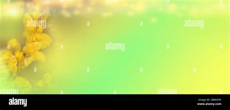 Willow Branches With Buds Spring Background With Pussy Willow Catkins