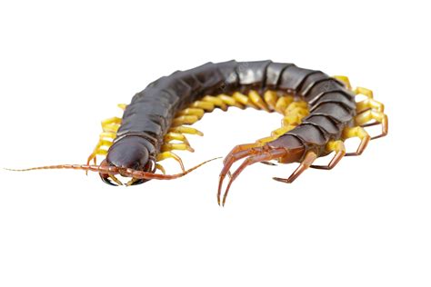 Isolated Centipedes Or Chilopoda On White Background Centipede