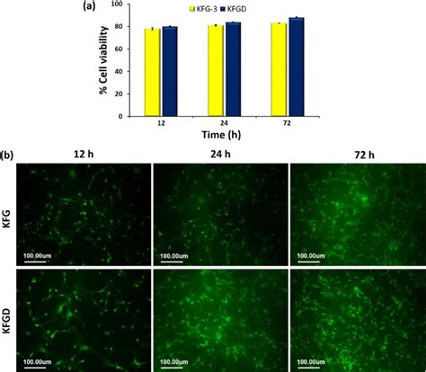 A In Vitro Cell Cell Viability At Different Time Intervals B