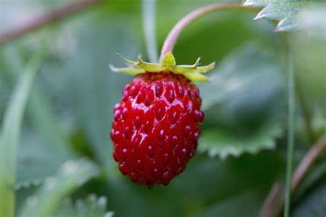 Fotos Gratis Naturaleza Fruta Baya Dulce Flor Comida Rojo